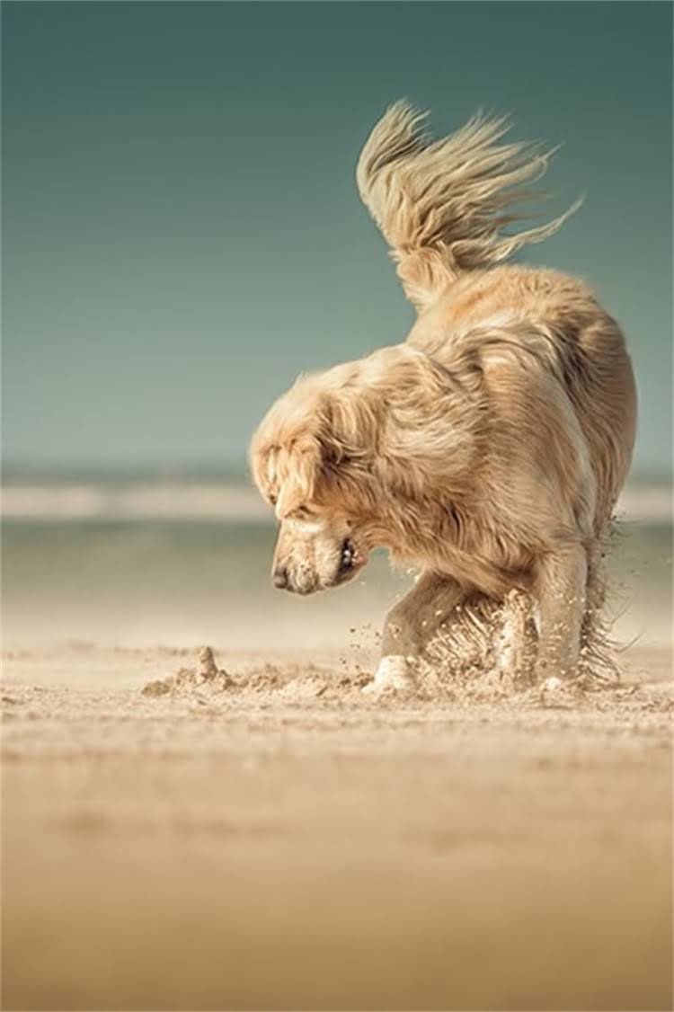 图片 比熊犬拒食原因全：7大常见诱因与科学应对方案.jpg