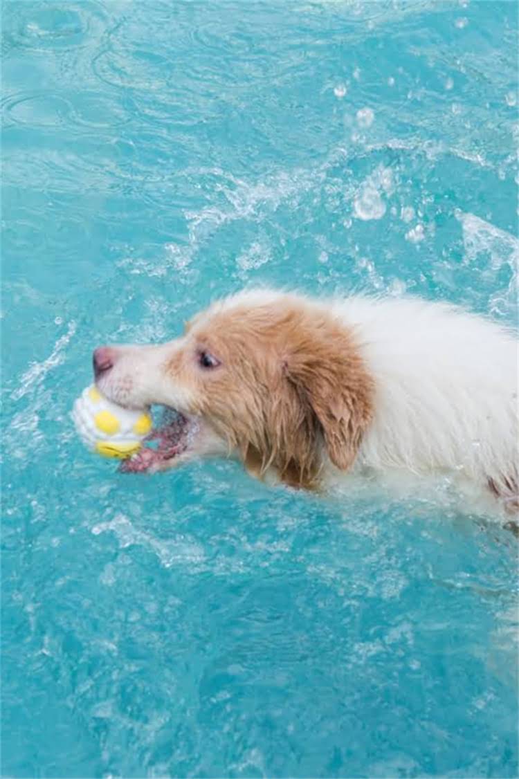 图片 比熊犬换牙全攻略：20天长牙时间表+护理技巧，新手必看！.jpg