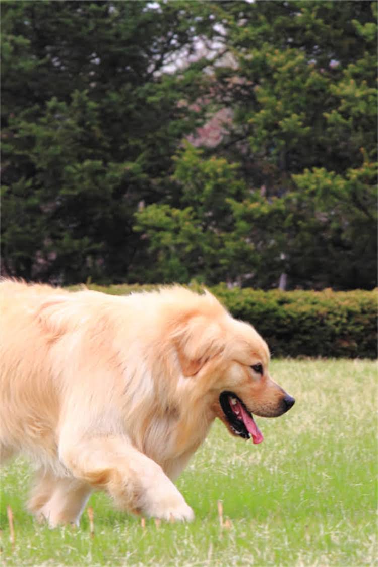 图片 比熊犬排泄物颜色与健康关系全：6种正常颜色特征与异常警报1.jpg