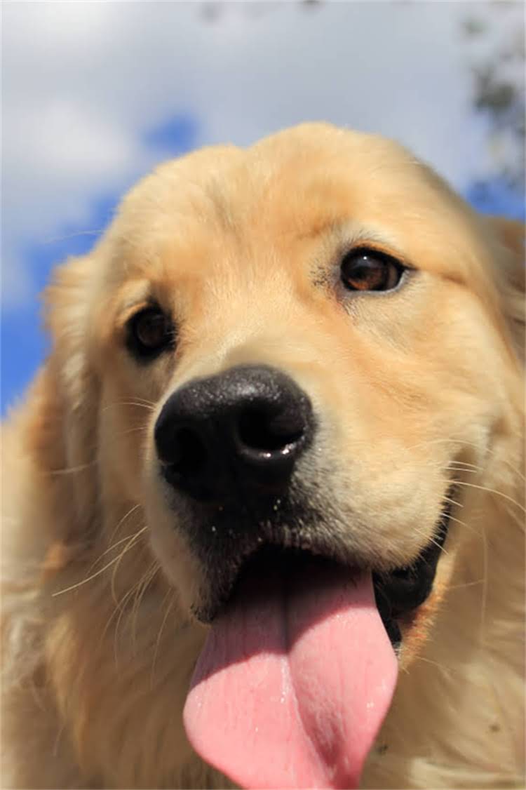 图片 比熊犬排泄物颜色与健康关系全：6种正常颜色特征与异常警报2.jpg