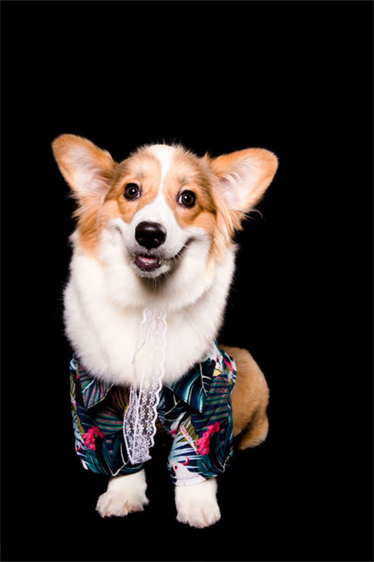 图片 比熊犬握手训练全攻略：5步让爱犬学会精准回应指令（附常见问题解答）1.jpg