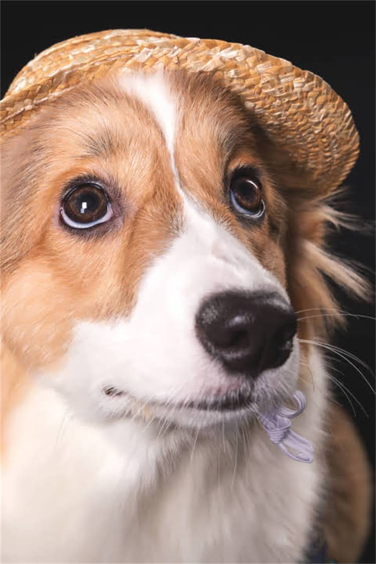 图片 比熊犬握手训练全攻略：5步让爱犬学会精准回应指令（附常见问题解答）2.jpg