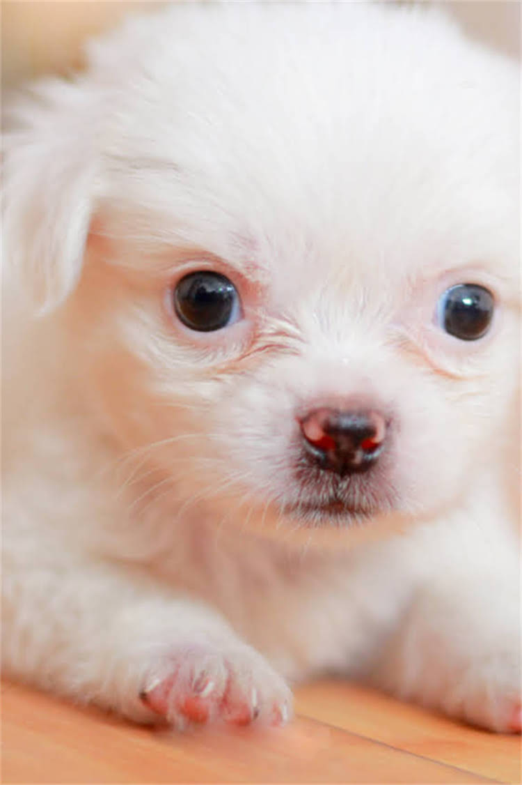 图片 比熊犬智商相当于人类几岁儿童？科学测评与饲养指南大.jpg