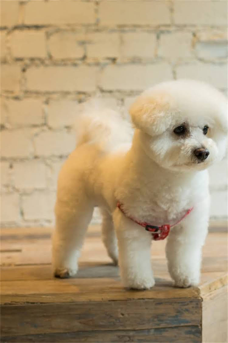 图片 比熊犬智商相当于人类几岁儿童？科学测评与饲养指南大1.jpg