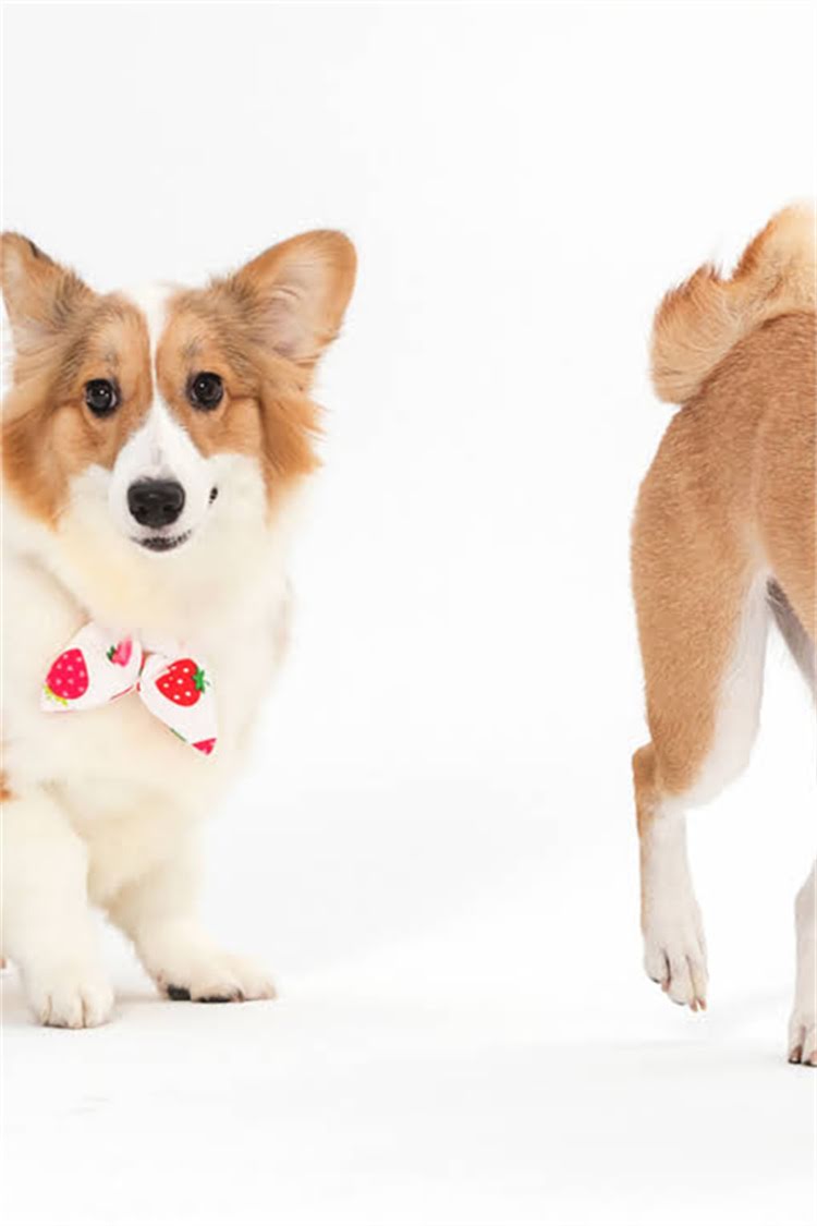 图片 比熊犬智商相当于人类几岁儿童？科学测评与饲养指南大2.jpg