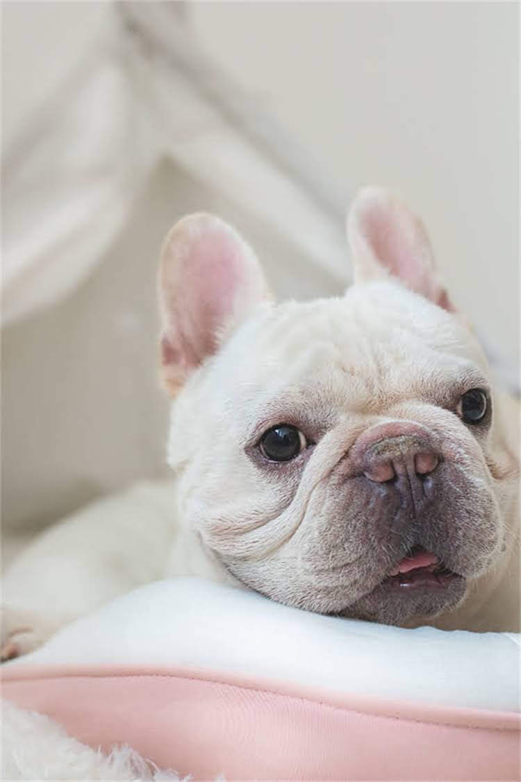 图片 比熊犬最佳零食推荐：营养均衡与健康注意事项全指南（附选购清单）.jpg