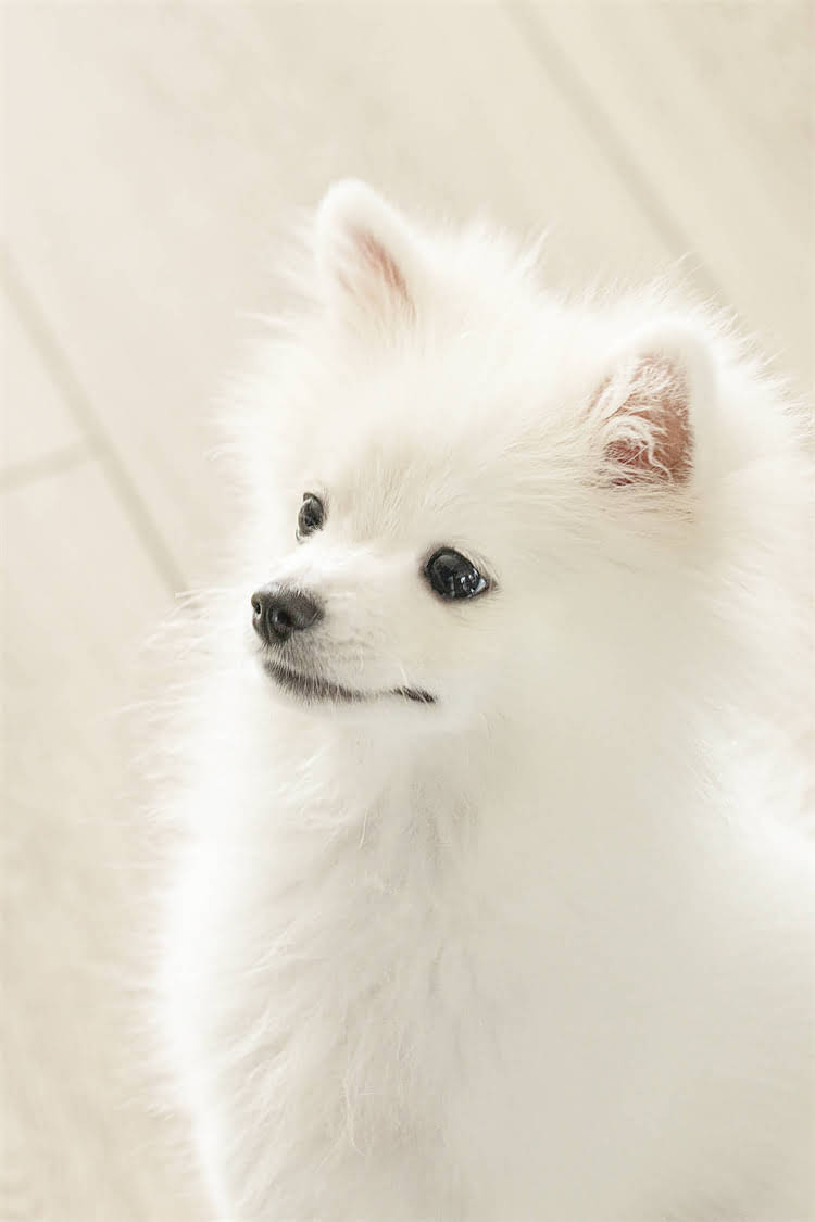 图片 比熊犬杂交后代养护全攻略｜新手必看！科学喂养+健康贴士1.jpg