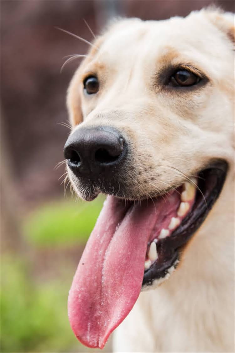 图片 比熊犬杂交后代养护全攻略｜新手必看！科学喂养+健康贴士2.jpg