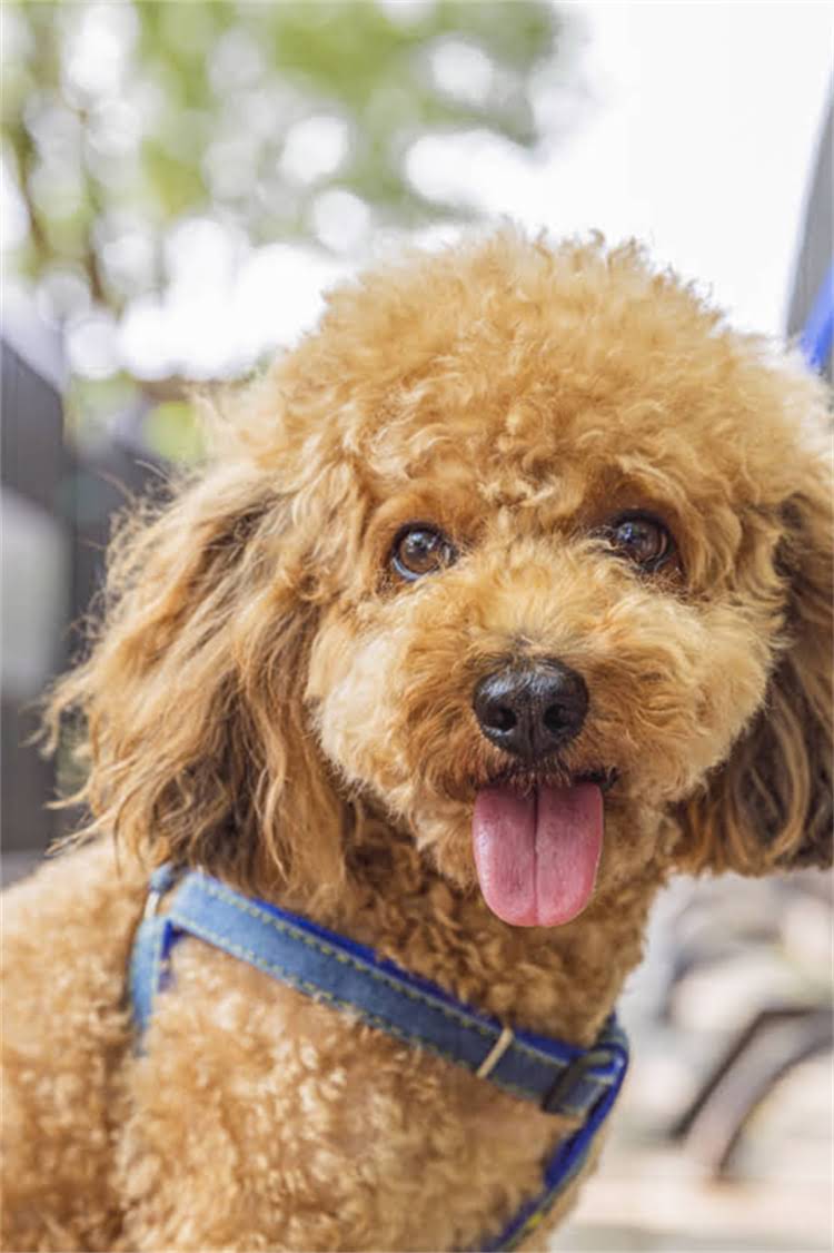图片 比熊犬毛发如何拉直？5大专业方法+护理技巧，让毛毛顺滑如绸缎.jpg