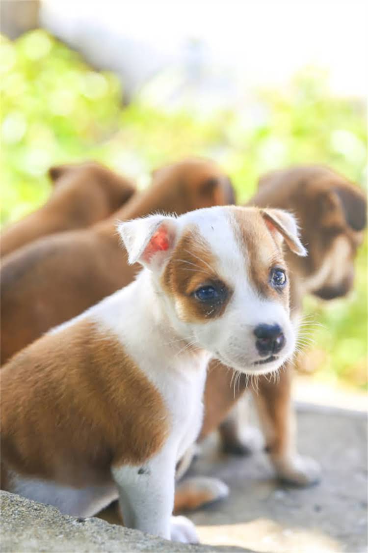 图片 比熊犬泪痕严重怎么办？5大科学方法彻底解决+日常预防指南（附护理步骤）.jpg