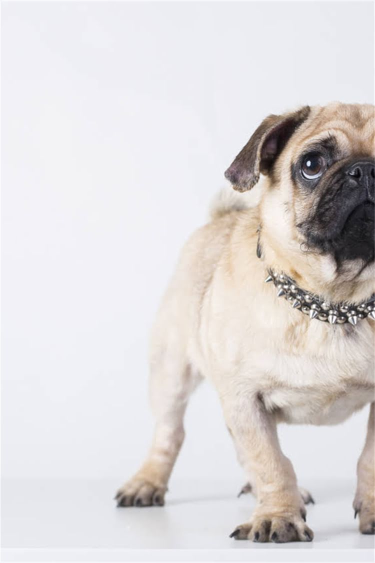 图片 比熊犬泪痕严重怎么办？5大科学方法彻底解决+日常预防指南（附护理步骤）1.jpg