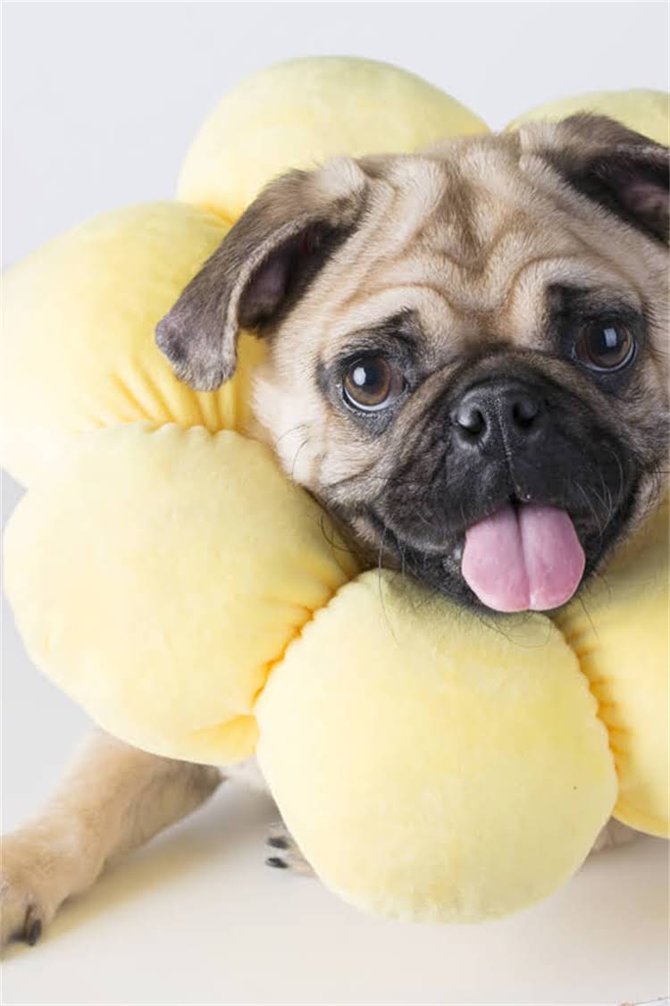 图片 比熊犬泪痕严重怎么办？5大科学方法彻底解决+日常预防指南（附护理步骤）2.jpg