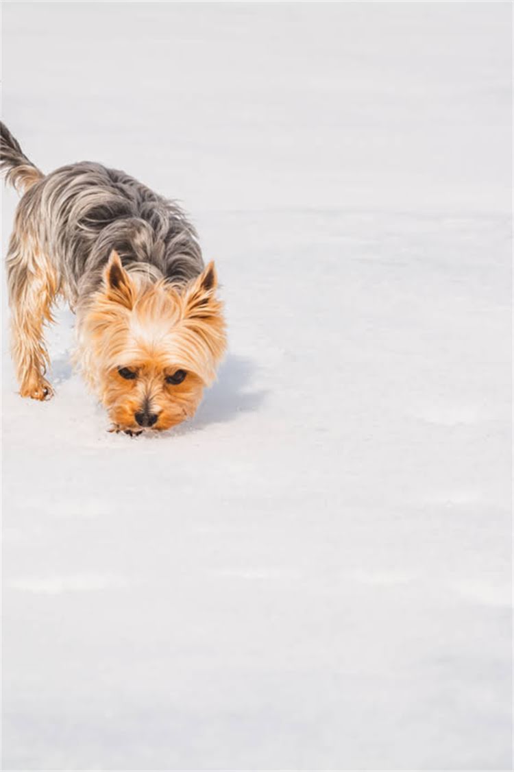 图片 比熊犬泪腺堵塞怎么办？5大科学护理法+家庭护理指南（附泪痕修复案例）.jpg