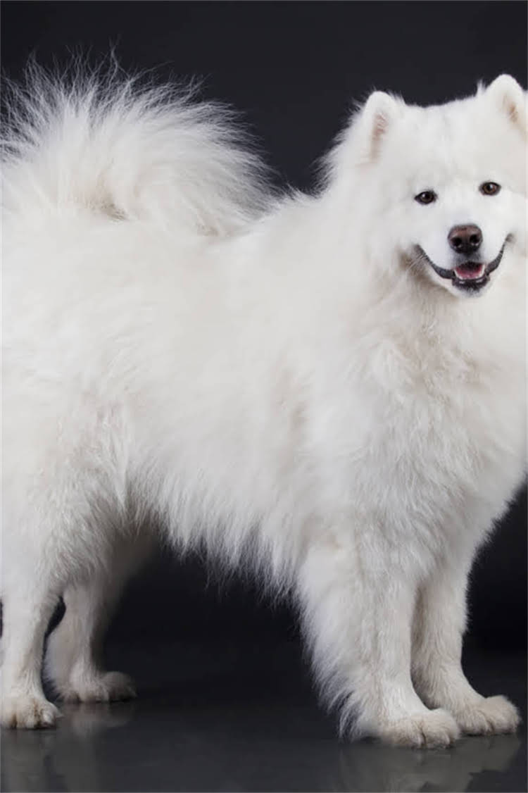 图片 比熊犬洗澡全攻略：5种方法+7大注意事项，让洗澡更高效更健康.jpg