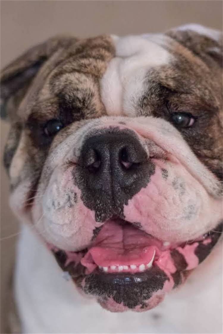 图片 比熊犬洗澡全攻略：5种方法+7大注意事项，让洗澡更高效更健康1.jpg