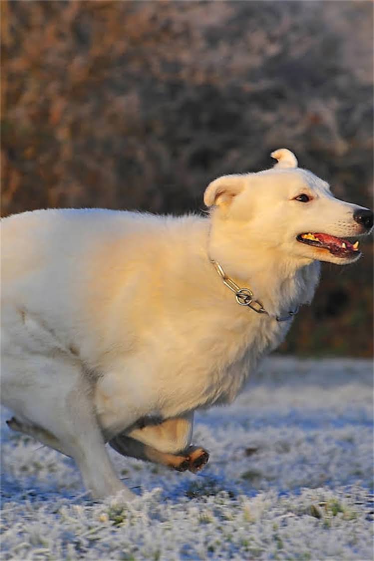 图片 比熊犬洗澡全攻略：5种方法+7大注意事项，让洗澡更高效更健康2.jpg