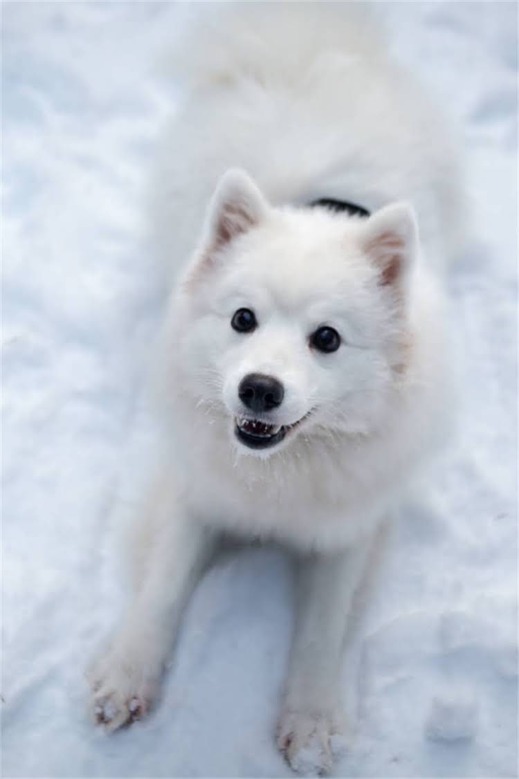 图片 比熊犬洗澡的正确方法是什么？5步搞定泪痕+掉毛+炸毛！附专业沐浴露测评1.jpg