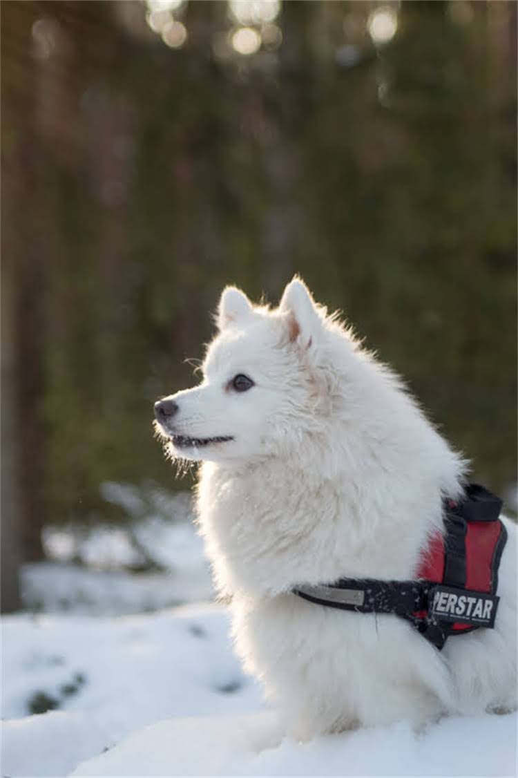 图片 比熊犬洗澡的正确方法是什么？5步搞定泪痕+掉毛+炸毛！附专业沐浴露测评2.jpg