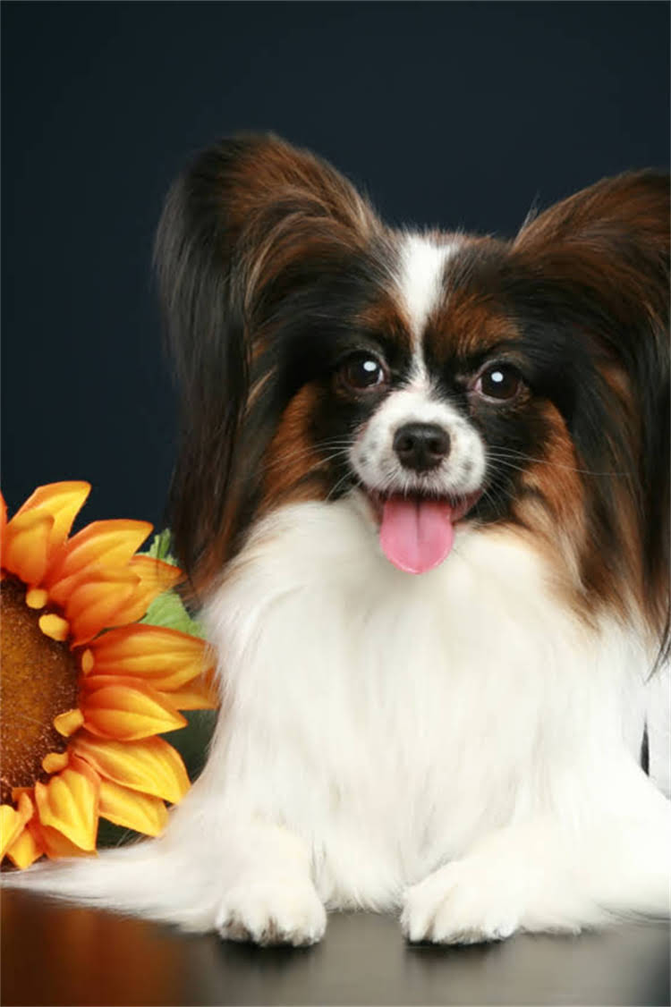 图片 比熊犬爆款个性名字创意攻略：从可爱到酷炫的20个精选名及起名技巧.jpg