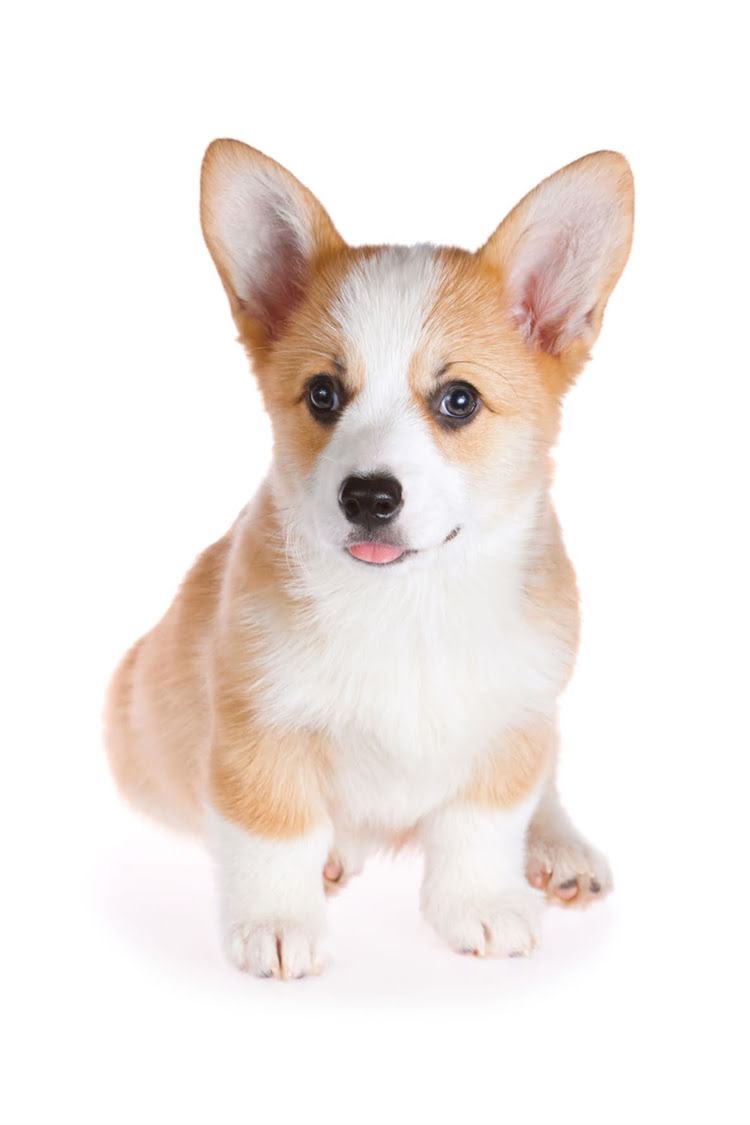 图片 比熊犬爆款个性名字创意攻略：从可爱到酷炫的20个精选名及起名技巧1.jpg