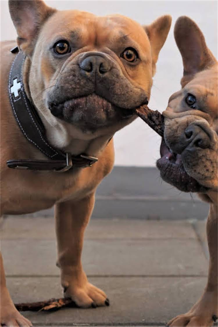 图片 比熊犬牙齿年龄鉴别全攻略：科学方法与注意事项（附护理指南）.jpg