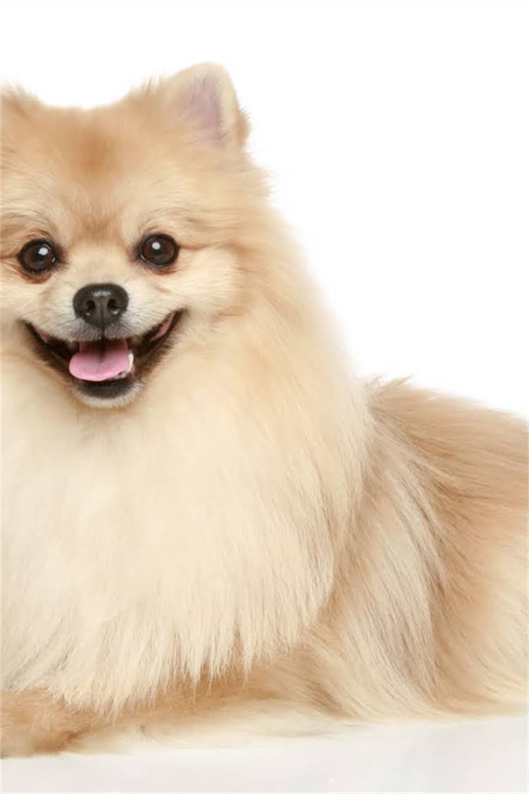 图片 比熊犬牙齿年龄鉴别全攻略：科学方法与注意事项（附护理指南）1.jpg