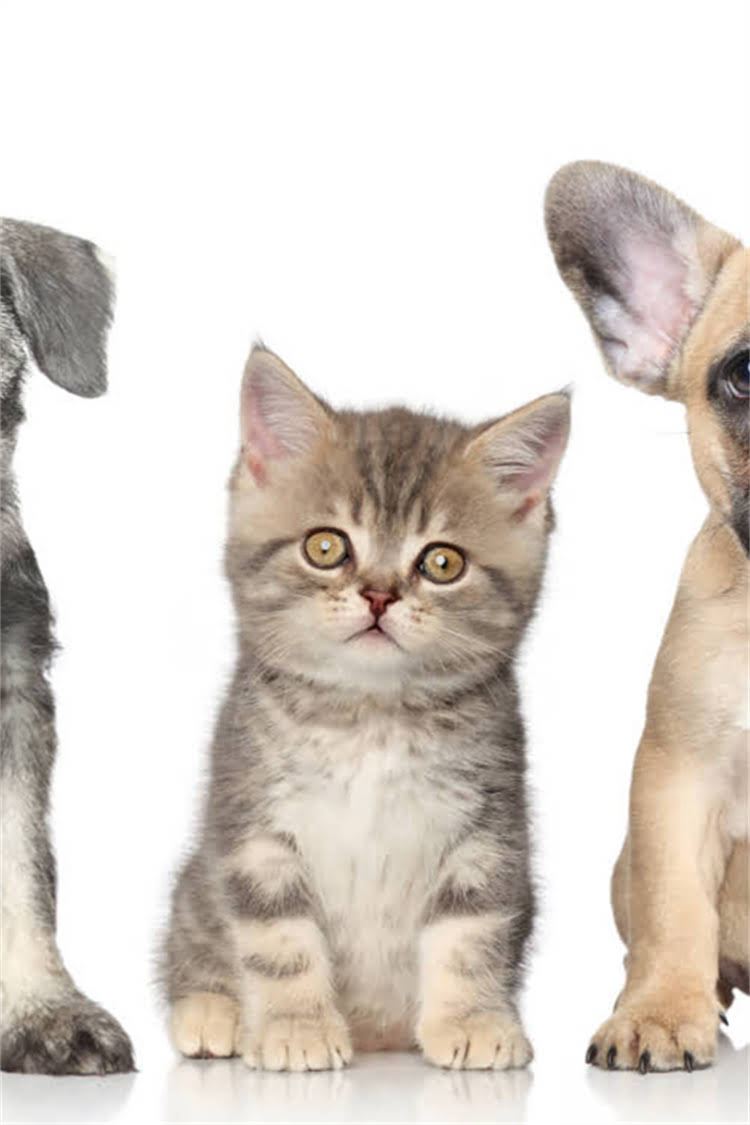 图片 比熊犬皮肤病会死吗？紧急处理指南及专业解读，养宠人必看！.jpg