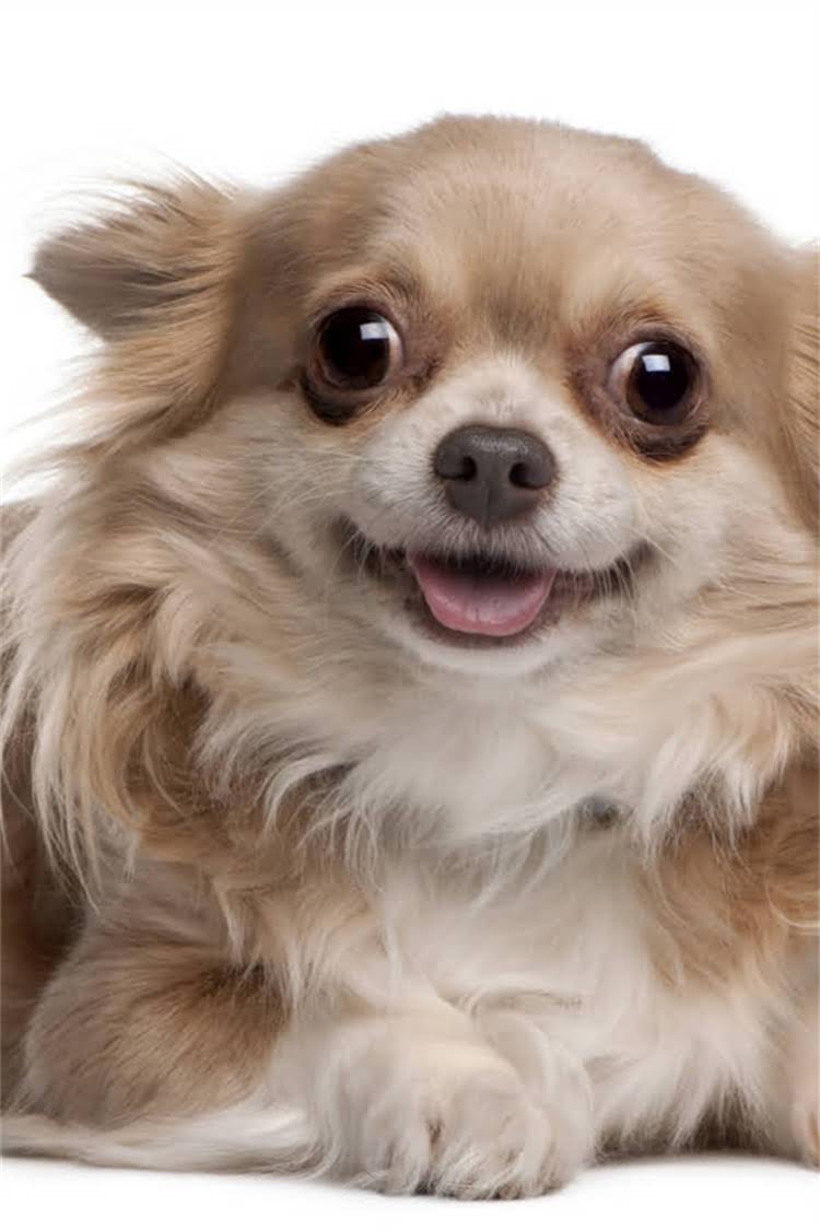 图片 比熊犬皮肤病会死吗？紧急处理指南及专业解读，养宠人必看！1.jpg