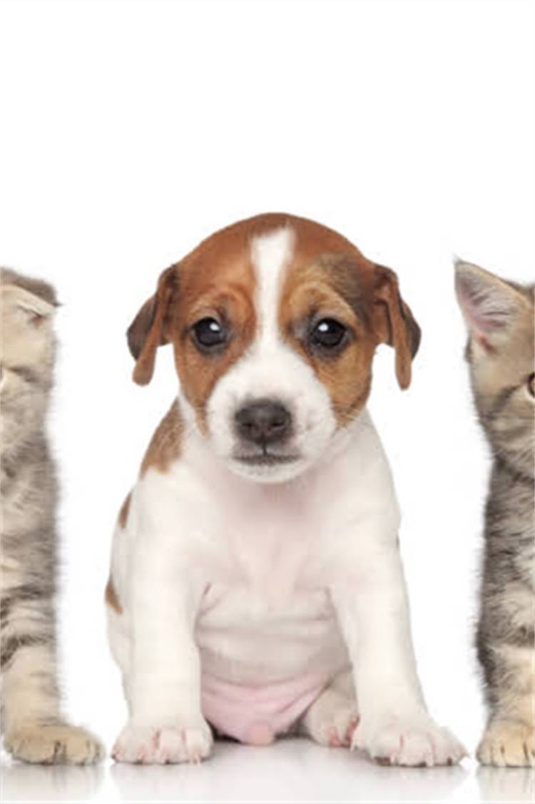 图片 比熊犬皮肤病高发原因+5大诱因：养宠人必读的防治指南.jpg