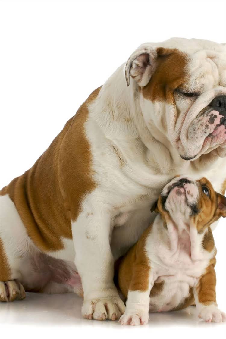 图片 比熊犬眼周蓝斑全｜泪痕皮肤遗传问题一篇说清.jpg