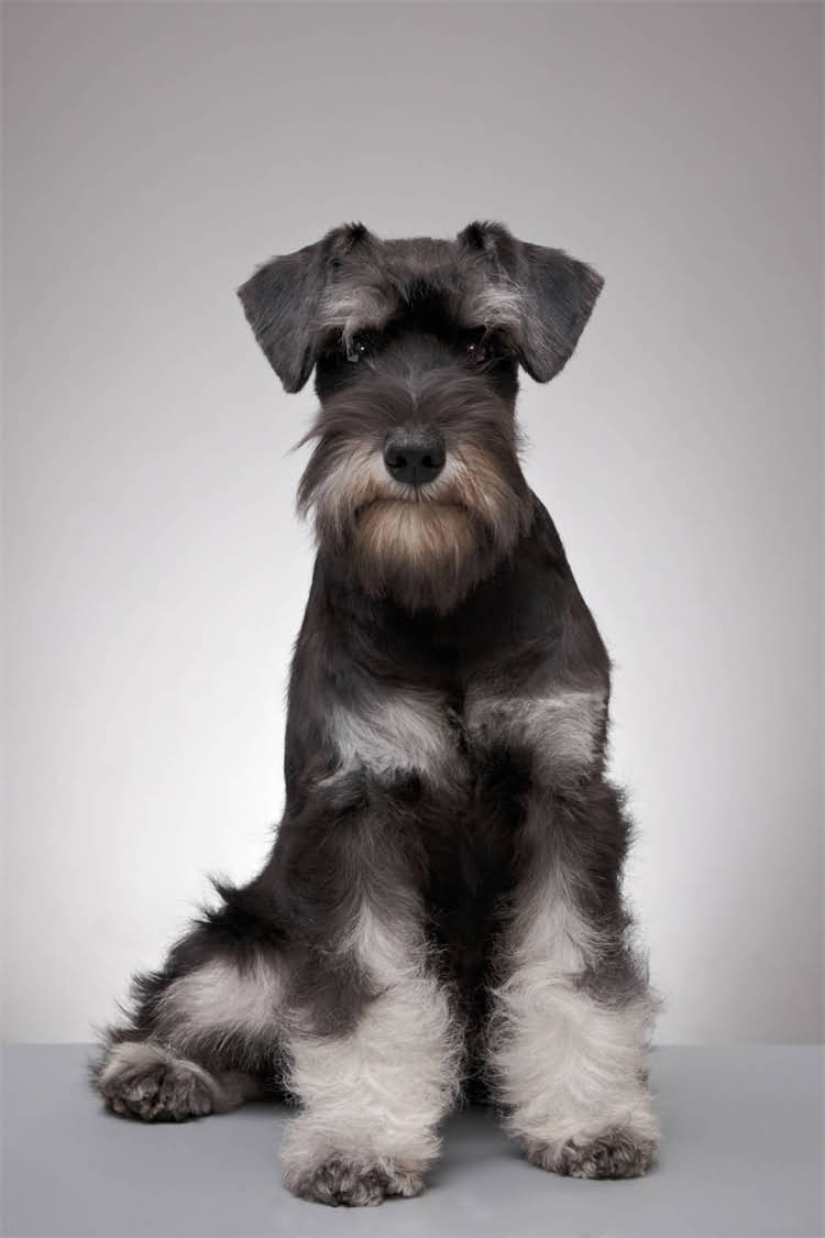 图片 比熊犬眼屎清洁全攻略：5大专业方法+家庭护理指南（附工具清单）.jpg