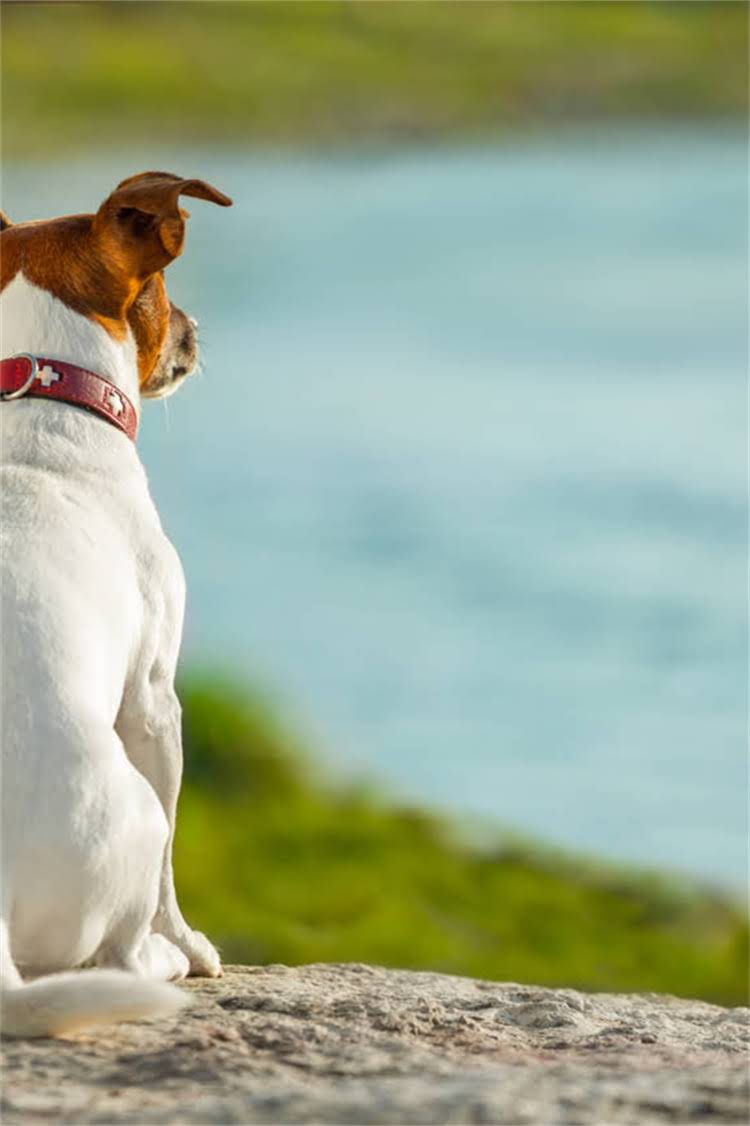 图片 比熊犬突然呕吐瘫痪的紧急处理指南：症状与专业兽医建议.jpg