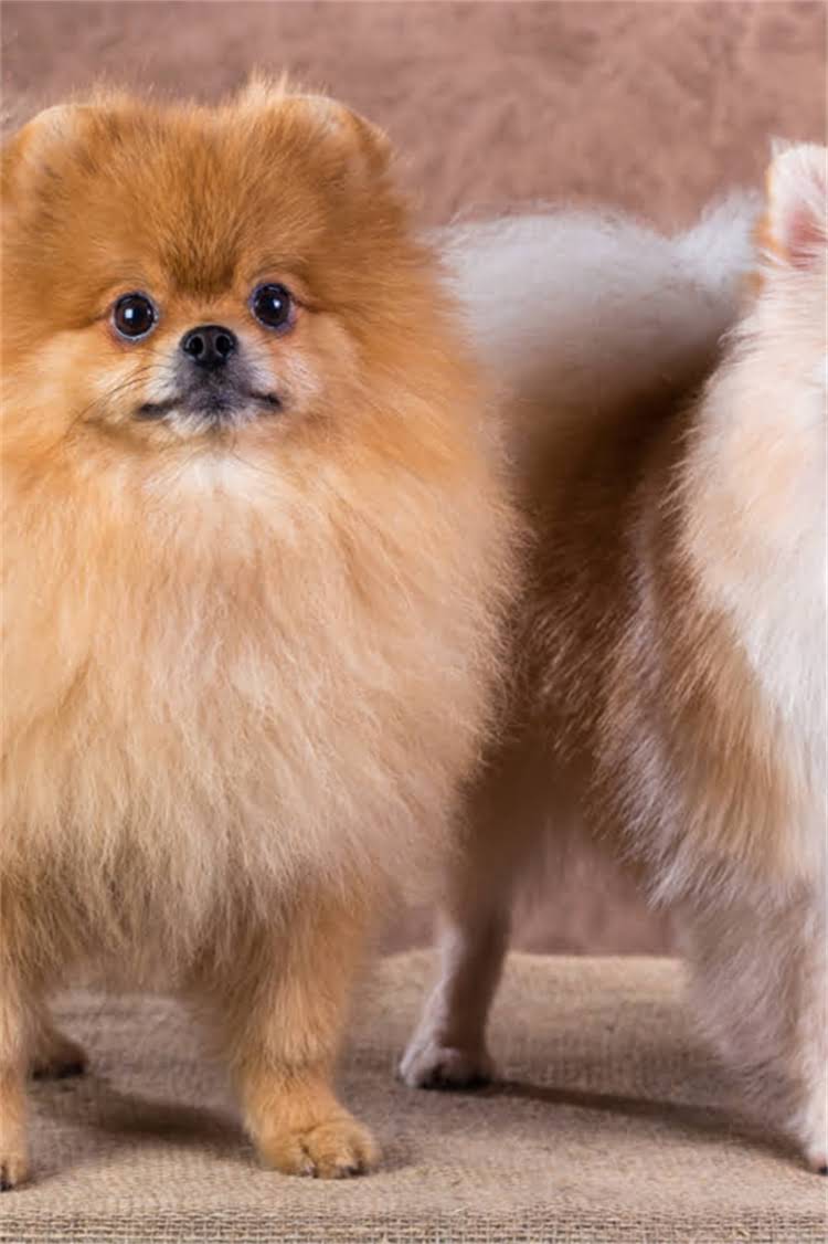 图片 比熊犬突然呕吐瘫痪的紧急处理指南：症状与专业兽医建议1.jpg