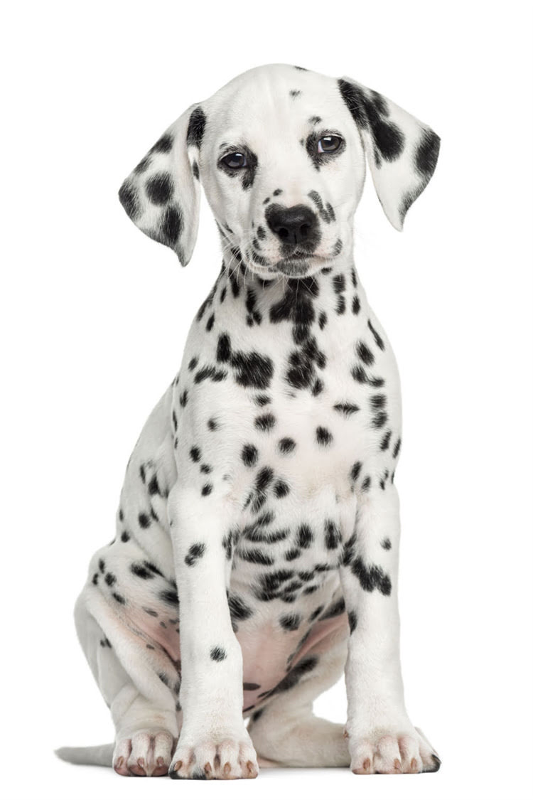 图片 比熊犬突然呕吐瘫痪的紧急处理指南：症状与专业兽医建议2.jpg