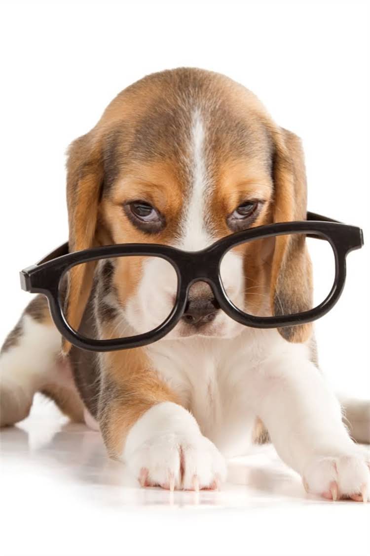 图片 比熊犬精神不振贫血？3步排查法+专业护理指南，快速恢复活力！.jpg