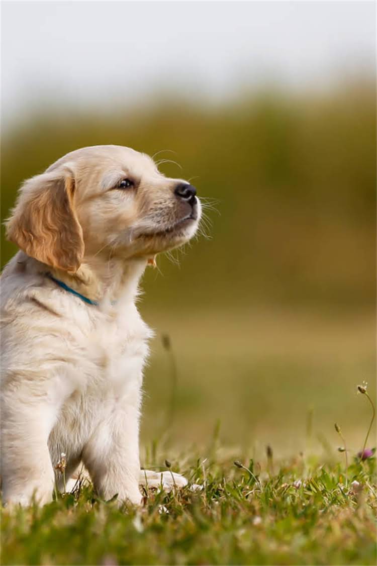 图片 比熊犬纯种vs混血犬对比！5大特征教你秒辨真假血统（附高清图解）2.jpg