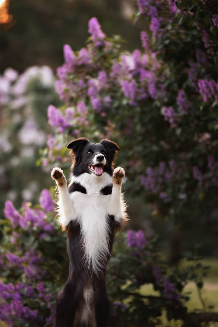 图片 比熊犬细小吃什么药？细小肠胃药指南+家庭护理全攻略（附用药清单）1.jpg
