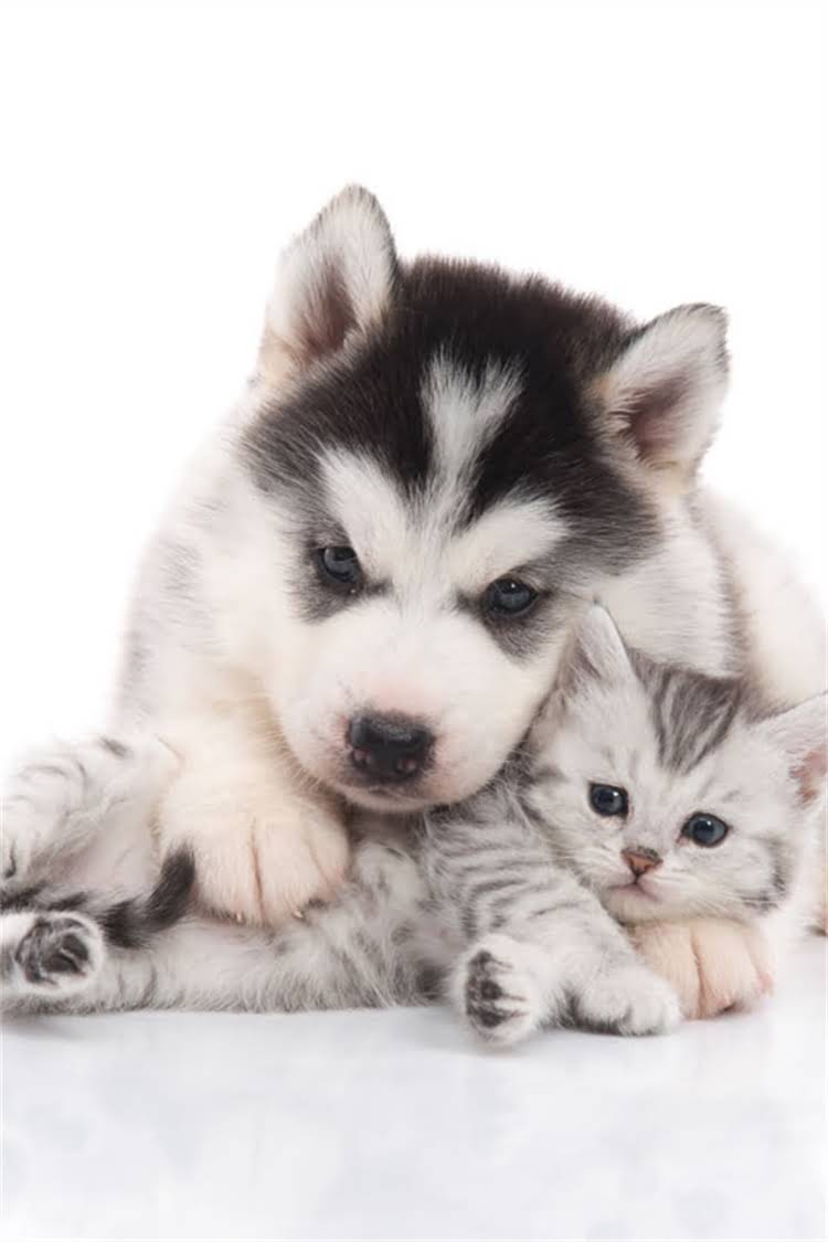 图片 比熊犬罚站训练全攻略：多久见效+正确方法（附视频演示）2.jpg