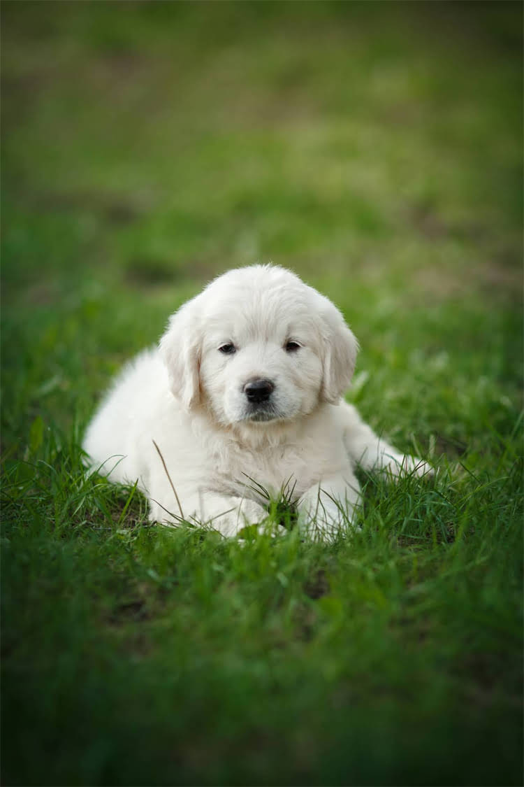 图片 比熊犬耳朵修剪全攻略：5步搞定+常见误区，新手必看1.jpg