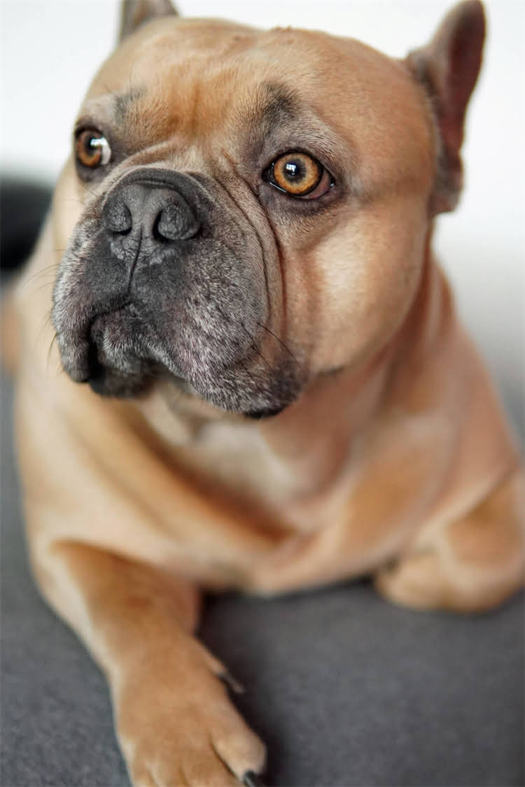 图片 比熊犬能长多大？5个关键数据+饲养指南（附成长对比图）.jpg