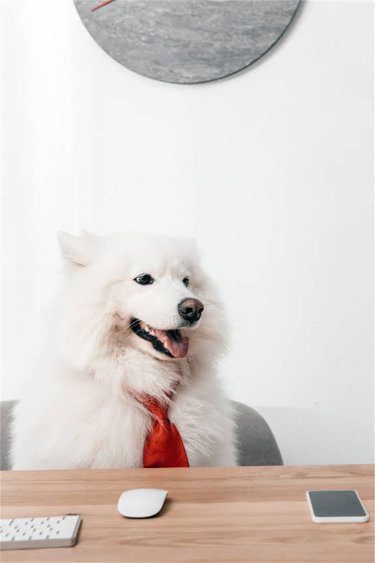图片 比熊犬能长多大？5个关键数据+饲养指南（附成长对比图）1.jpg