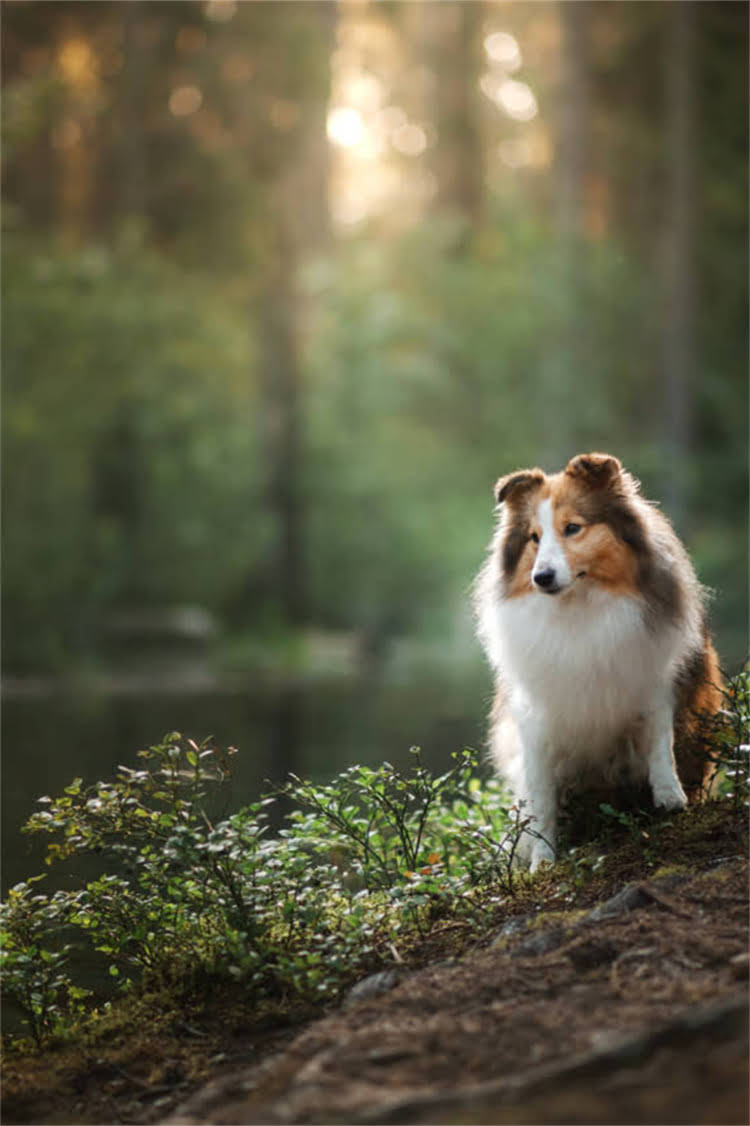 图片 比熊犬能长多大？5个关键数据+饲养指南（附成长对比图）2.jpg