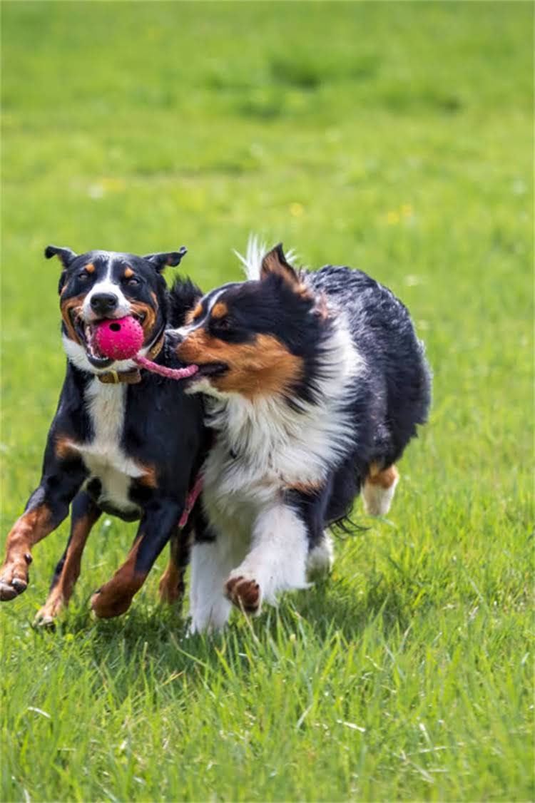 图片 比熊犬花是纯种吗？权威解答+辨别技巧+饲养指南1.jpg