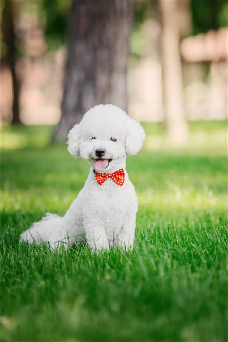 图片 比熊犬适合女生吗？女生饲养比熊的五大误区与应对指南.jpg