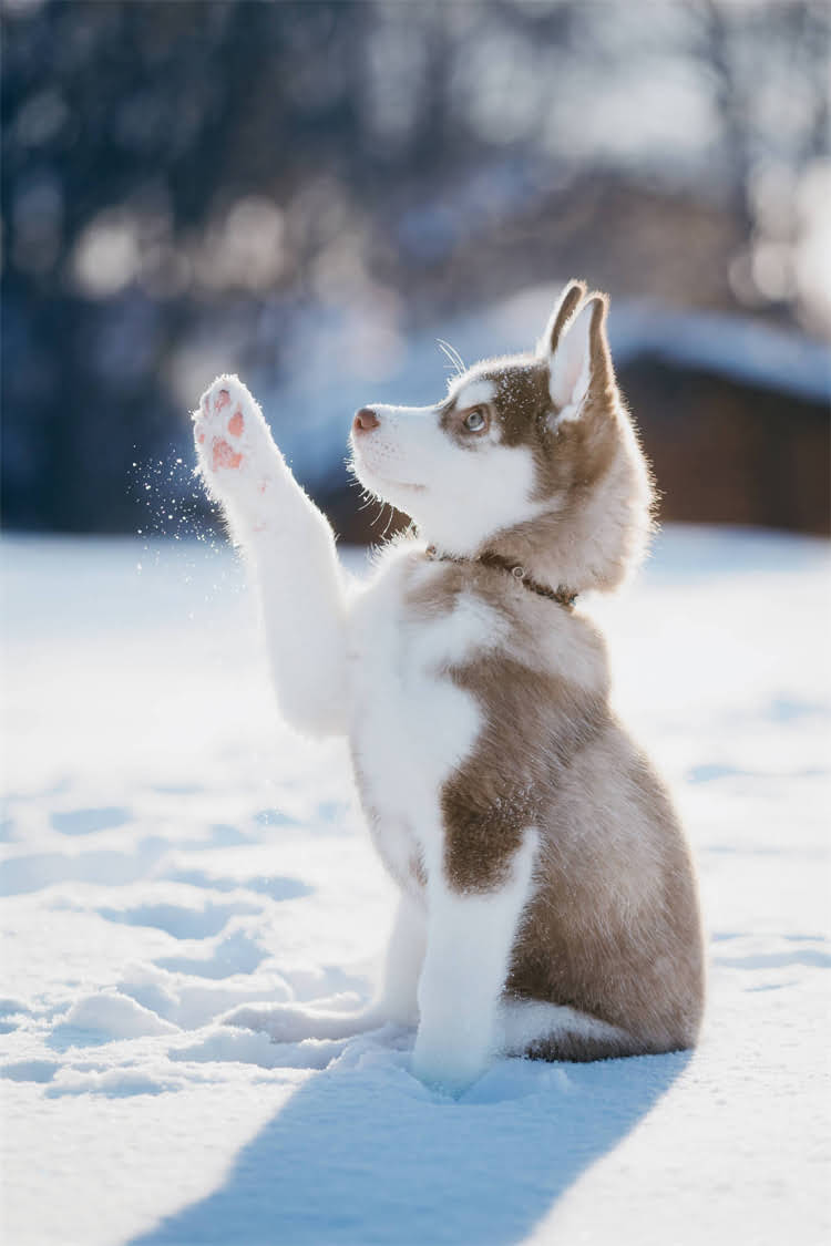图片 比熊犬适合女生吗？女生饲养比熊的五大误区与应对指南1.jpg