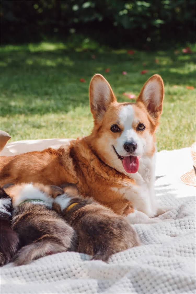 图片 比熊犬零食推荐：10种健康又受欢迎的狗狗零食及挑选指南1.jpg