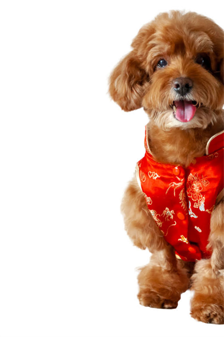 图片 比熊犬零食推荐：10种安全健康零食及喂养指南（附食谱）1.jpg