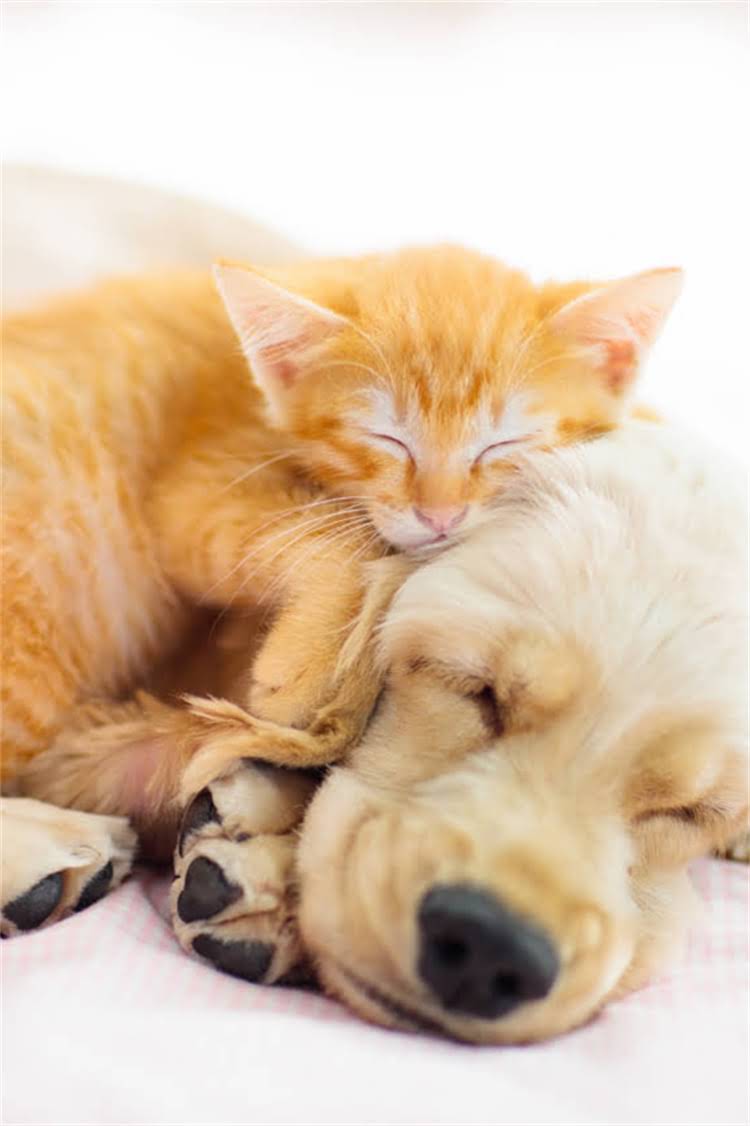 图片 比熊犬频繁啃咬主人原因：5大常见诱因及科学应对指南1.jpg