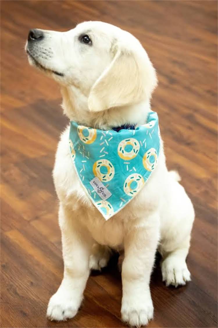 图片 比熊犬频繁睡觉的7大原因及科学应对方法_1.jpg
