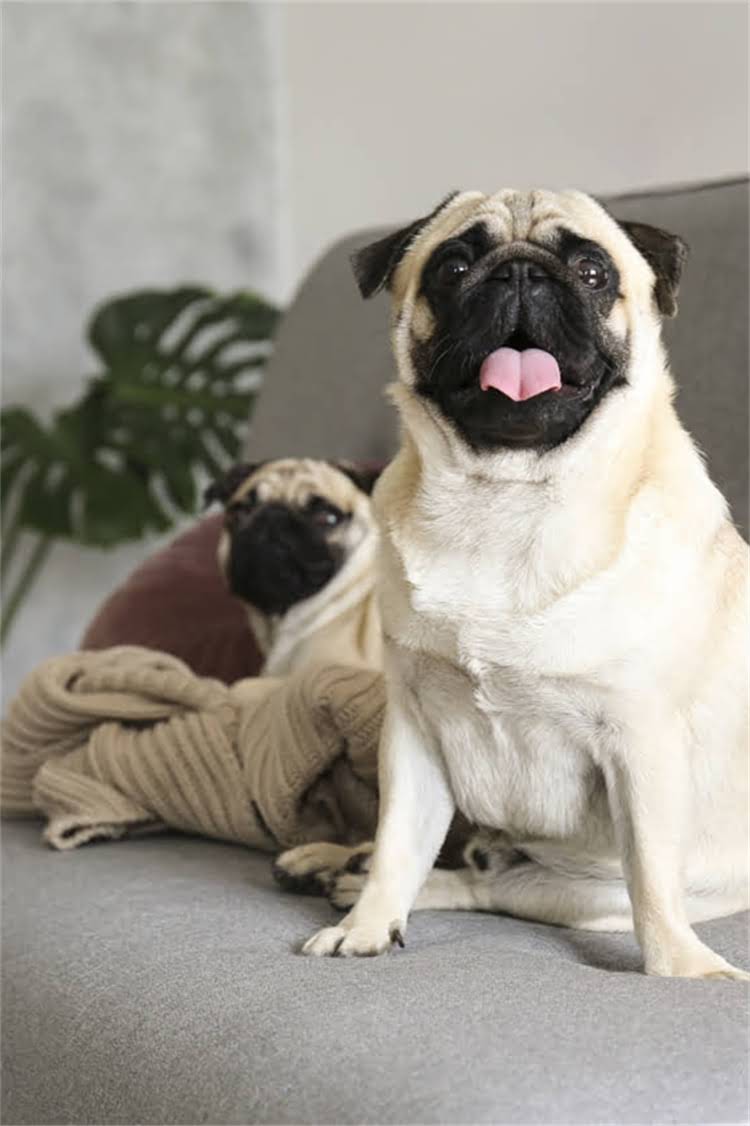 图片 比熊犬频繁睡觉的7大原因及科学应对方法_11.jpg